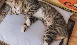 娱乐吃瓜小猫咪视频,揭秘小猫咪的娱乐世界