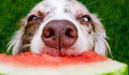 娱乐吃瓜酱狗走丢,狗狗走丢，网友助力寻回温馨故事