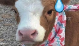 娱乐吃瓜酱道歉,网友热议后续影响