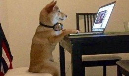 娱乐吃瓜酱救狗还是救人,救狗还是救人的道德抉择