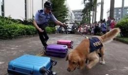娱乐吃瓜酱缉毒犬