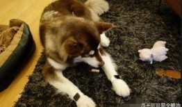 娱乐吃瓜酱救狗还是救人,救狗还是救人的道德抉择