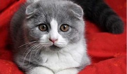 娱乐吃瓜君七七折耳猫