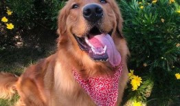 金毛siri娱乐吃瓜君,揭秘娱乐圈那些不为人知的幕后故事