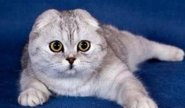 娱乐吃瓜君七七折耳猫