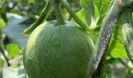 娱乐吃瓜的瓜,揭秘明星幕后故事