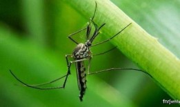 娱乐吃瓜酱蚊子