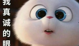 娱乐吃瓜酱 兔 圆 圆,揭秘兔圆圆的爆笑日常