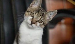 娱乐吃瓜小猫咪视频,揭秘小猫咪的娱乐世界