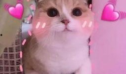 羊了个羊娱乐吃瓜,娱乐吃瓜，揭秘网络爆款游戏背后的故事