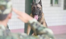 娱乐吃瓜酱缉毒犬