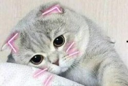 娱乐吃瓜君七七折耳猫