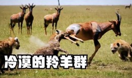 羊了个羊娱乐吃瓜,娱乐吃瓜，揭秘网络爆款游戏背后的故事